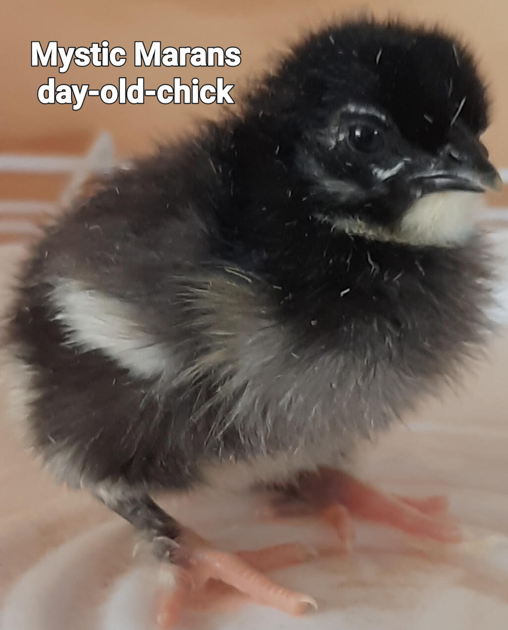 Calico Princess
